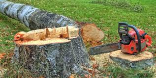 Best Commercial Tree Services  in Bowie, TX