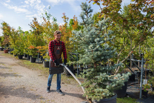 Best Tree Trimming and Pruning  in Bowie, TX