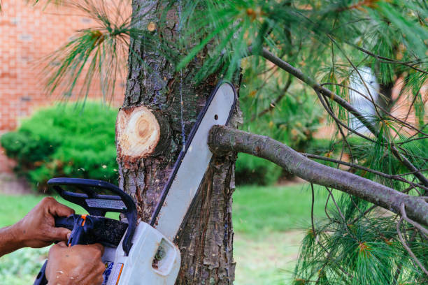 How Our Tree Care Process Works  in  Bowie, TX
